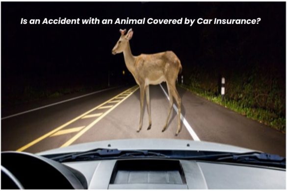 Car Insurance